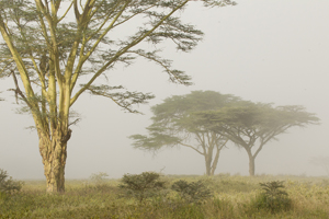 trees